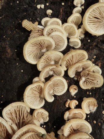 Crepidotus mollis, Gallertfleischiges Stummelfüßchen
